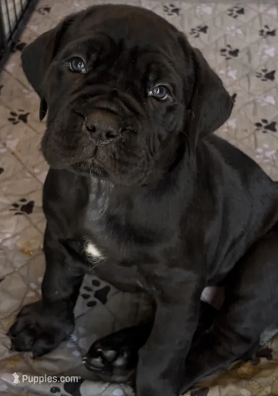 Gnocchi – Cane Corso puppy for sale in Stockton, KS