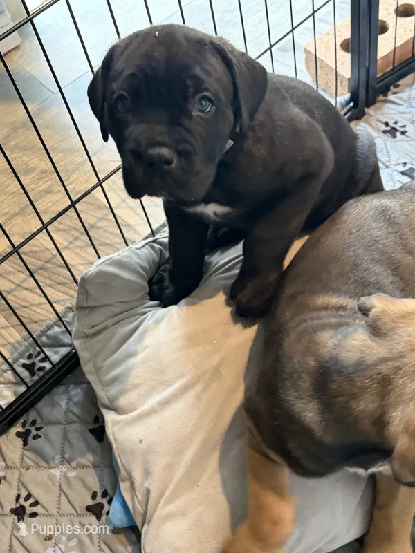 Biscotti – Cane Corso puppy for sale in Stockton, KS