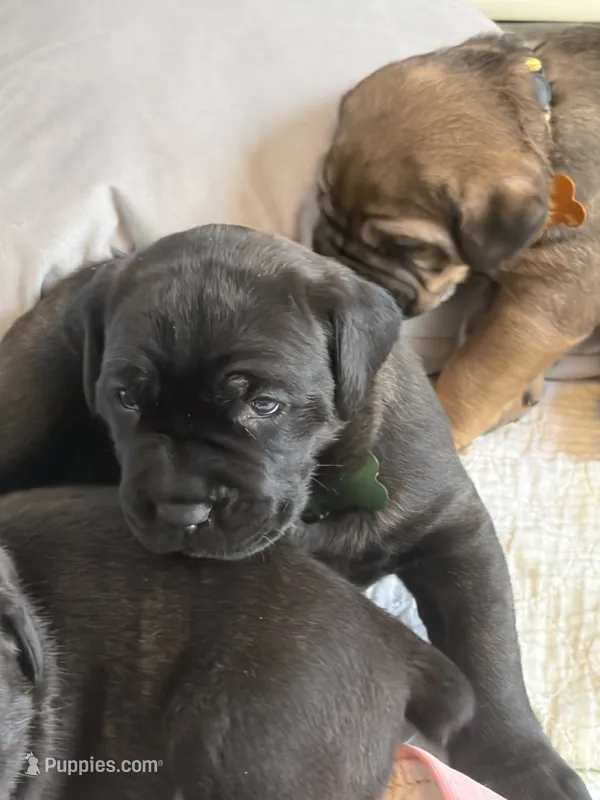 Nutella – Cane Corso puppy for sale in Stockton, KS