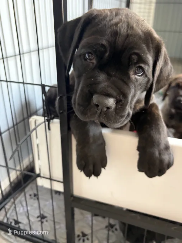 Pesto – Cane Corso puppy for sale in Stockton, KS