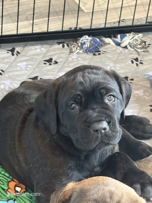 Nutella – Cane Corso puppy for sale in Stockton, KS