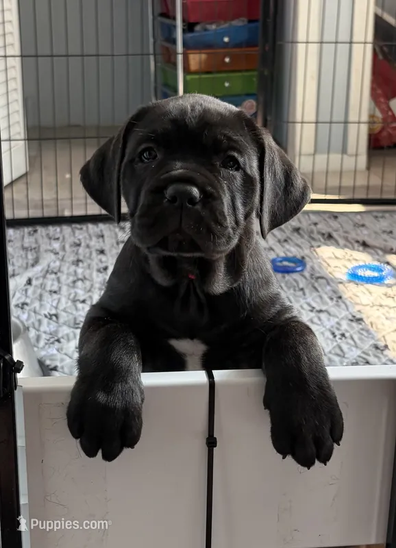 Pesto – Cane Corso puppy for sale in Stockton, KS