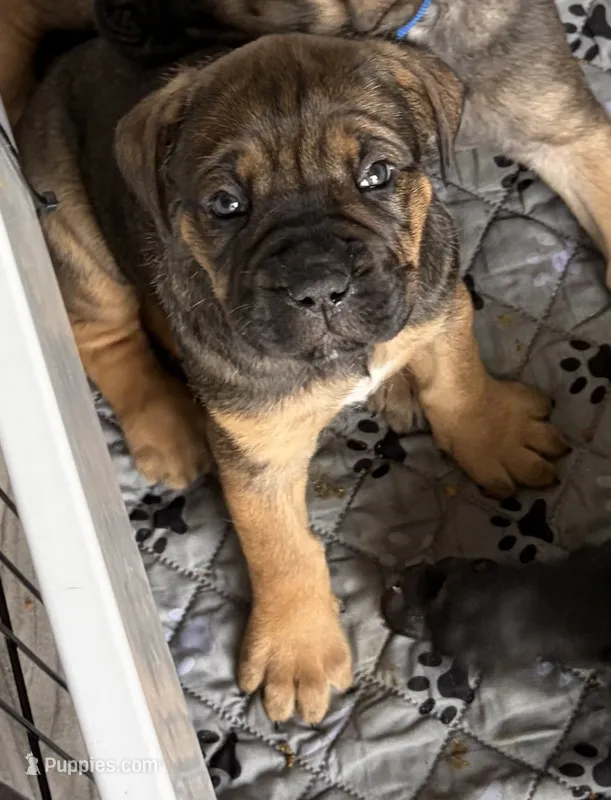 Ravioli – Cane Corso puppy for sale in Stockton, KS