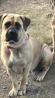 Gelato, a female Cane Corso for sale in Stockton, KS – 3 of 4