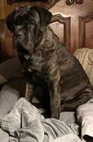 Cannoli, a male Cane Corso for sale in Stockton, KS – 2 of 4