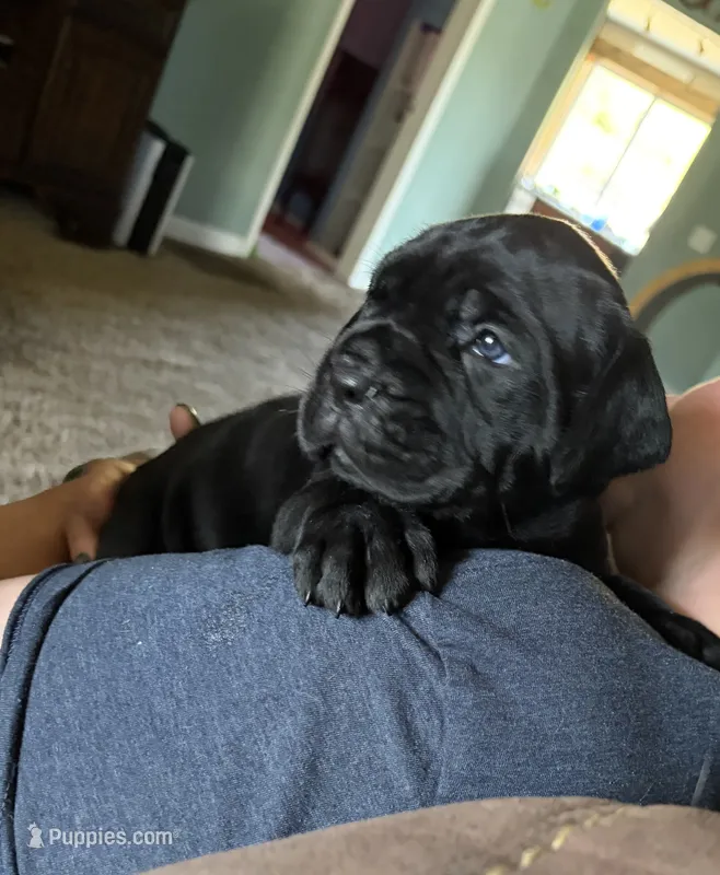 Gnocchi – Cane Corso puppy for sale in Stockton, KS