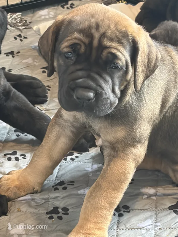 Gelato – Cane Corso puppy for sale in Stockton, KS
