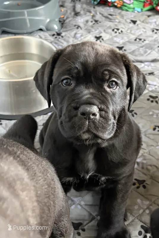 Biscotti – Cane Corso puppy on hold in Stockton, KS