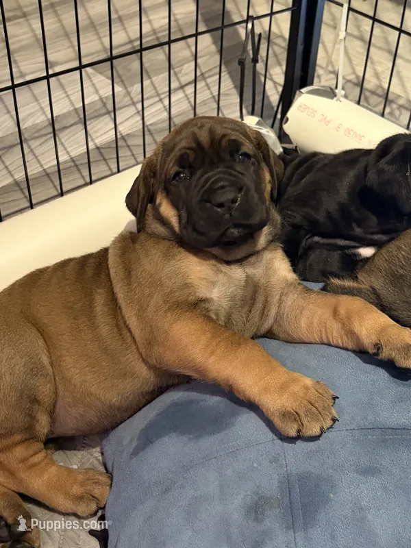 Gelato – Cane Corso puppy for sale in Stockton, KS