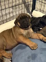 Gelato, a female Cane Corso for sale in Stockton, KS – 1 of 4