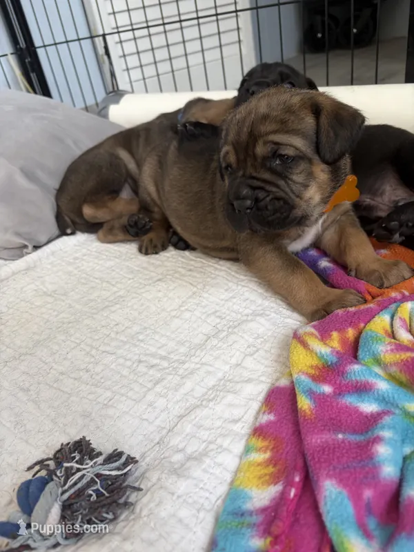 Ravioli – Cane Corso puppy for sale in Stockton, KS