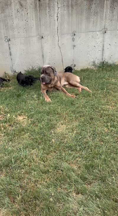 Ravioli, a female Cane Corso for sale in Stockton, KS – 5 of 5