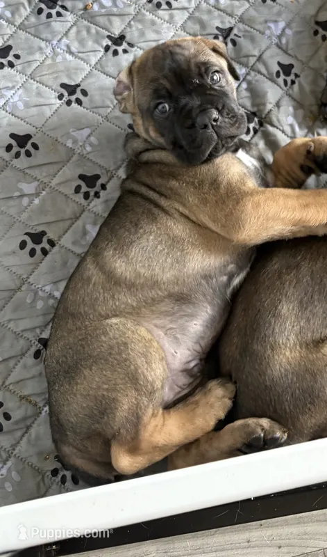 Cannoli – Cane Corso puppy for sale in Stockton, KS