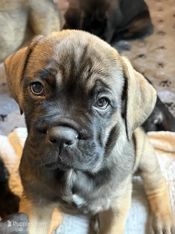 Cannoli – Cane Corso puppy for sale in Stockton, KS