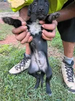 Chiuahaha maltese, a male Maltese and Malchi for sale in Bassett, VA – 5 of 6