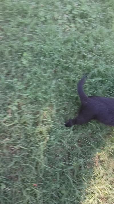 Chiuahaha maltese, a male Maltese and Malchi for sale in Bassett, VA – 6 of 6
