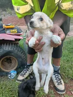 Chiuahaha maltese, a male Maltese and Malchi for sale in Bassett, VA – 2 of 6
