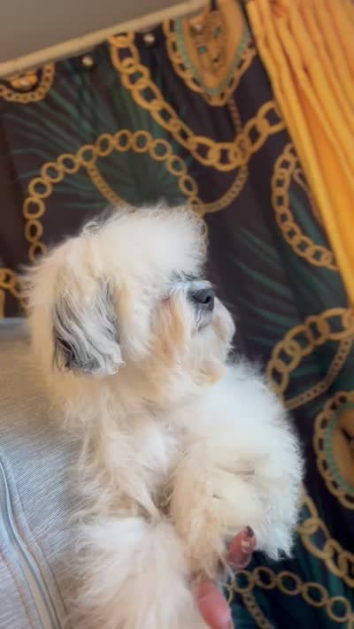 Zues, a male Maltipoo and Shih Tzu for sale in Selma, NC – 3 of 3