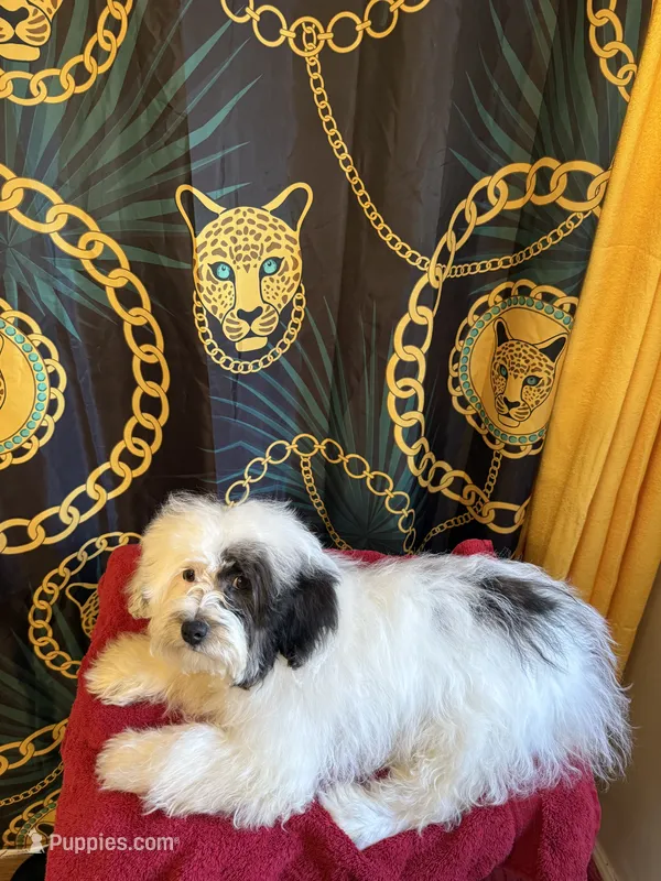 Zues – Maltipoo, Shih Tzu puppy for sale in Selma, NC