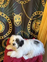 Zues, a male Maltipoo and Shih Tzu for sale in Selma, NC – 1 of 3