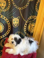 Zues, a male Maltipoo and Shih Tzu for sale in Selma, NC – 2 of 3
