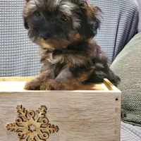 Carmella, a female Poodle - Miniature  and Shorkie for sale in Blountville, TN – Photo 2 of 5