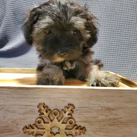 Carmella, a female Poodle - Miniature  and Shorkie for sale in Blountville, TN – Photo 1 of 5
