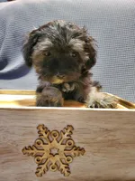 Carmella, a female Poodle - Miniature  and Shorkie for sale in Blountville, TN – Photo 1 of 5