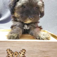 Carmella, a female Poodle - Miniature  and Shorkie for sale in Blountville, TN – Photo 5 of 5