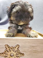 Carmella, a female Poodle - Miniature  and Shorkie for sale in Blountville, TN – Photo 5 of 5