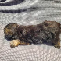 Carmella, a female Poodle - Miniature  and Shorkie for sale in Blountville, TN – Photo 3 of 5