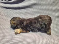 Carmella, a female Poodle - Miniature  and Shorkie for sale in Blountville, TN – Photo 3 of 5