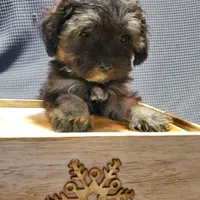 Carmella, a female Poodle - Miniature  and Shorkie for sale in Blountville, TN – Photo 4 of 5