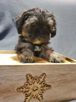 Carmella, a female Poodle - Miniature  and Shorkie for sale in Blountville, TN – Photo 4 of 5