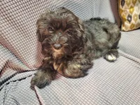 Ella, a female Poodle - Miniature  and Shorkie for sale in Blountville, TN – Photo 3 of 4