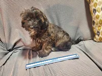 Ella, a female Poodle - Miniature  and Shorkie for sale in Blountville, TN – Photo 4 of 4