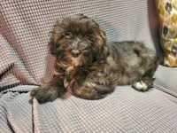 Ella, a female Poodle - Miniature  and Shorkie for sale in Blountville, TN – Photo 1 of 4