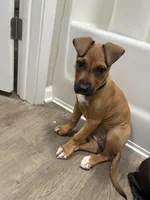 Dami, a female Boxer and Labrador Retriever for sale in Charlotte, NC – Photo 4 of 4