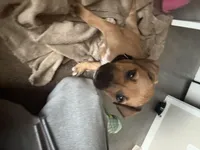 Dami, a female Boxer and Labrador Retriever for sale in Charlotte, NC – Photo 2 of 4