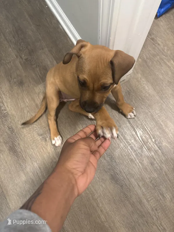 Dami – Boxer, Labrador Retriever puppy for sale in Charlotte, NC