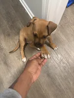 Dami, a female Boxer and Labrador Retriever for sale in Charlotte, NC – Photo 1 of 4