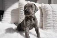 Millie, a female Great Dane for sale in Godley, TX – Photo 6 of 8