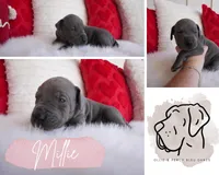 Millie, a female Great Dane for sale in Godley, TX – Photo 8 of 8