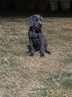 Millie, a female Great Dane for sale in Godley, TX – Photo 4 of 8