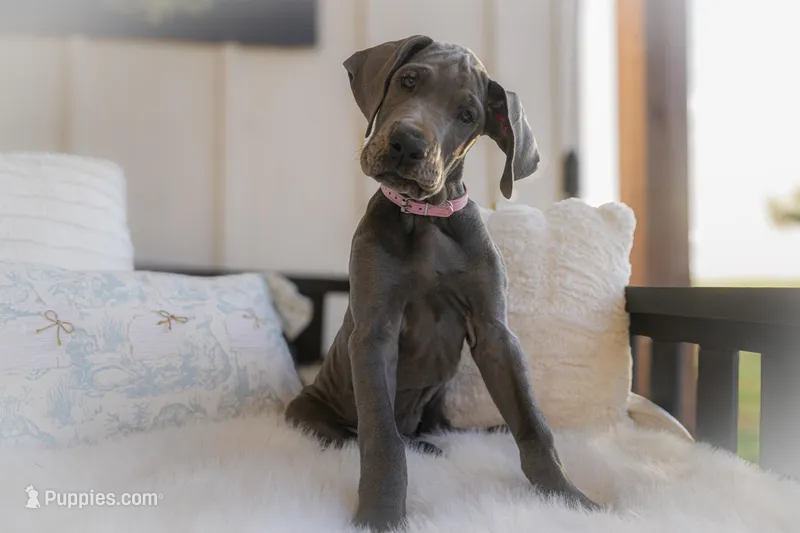 Millie – Great Dane puppy for sale in Godley, TX