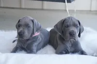 Millie, a female Great Dane for sale in Godley, TX – Photo 5 of 8