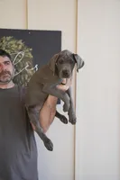 Millie, a female Great Dane for sale in Godley, TX – Photo 3 of 8