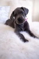 Millie, a female Great Dane for sale in Godley, TX – Photo 2 of 8