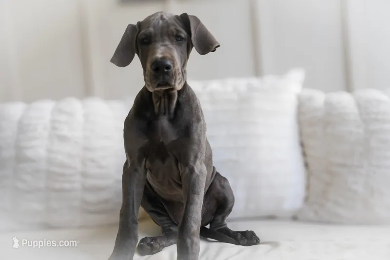 Millie – Great Dane puppy for sale in Godley, TX