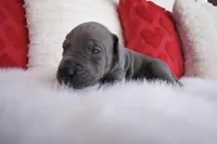 Millie, a female Great Dane for sale in Godley, TX – Photo 7 of 8